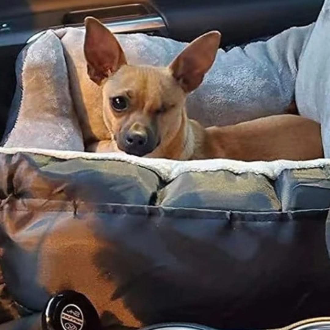 PAWRIDER Waterproof Detachable Dog Seat For Comfortable Car Travel