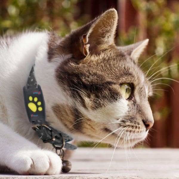 Pet Tracker Series Cat Collar GPS With Real Time Location Updates