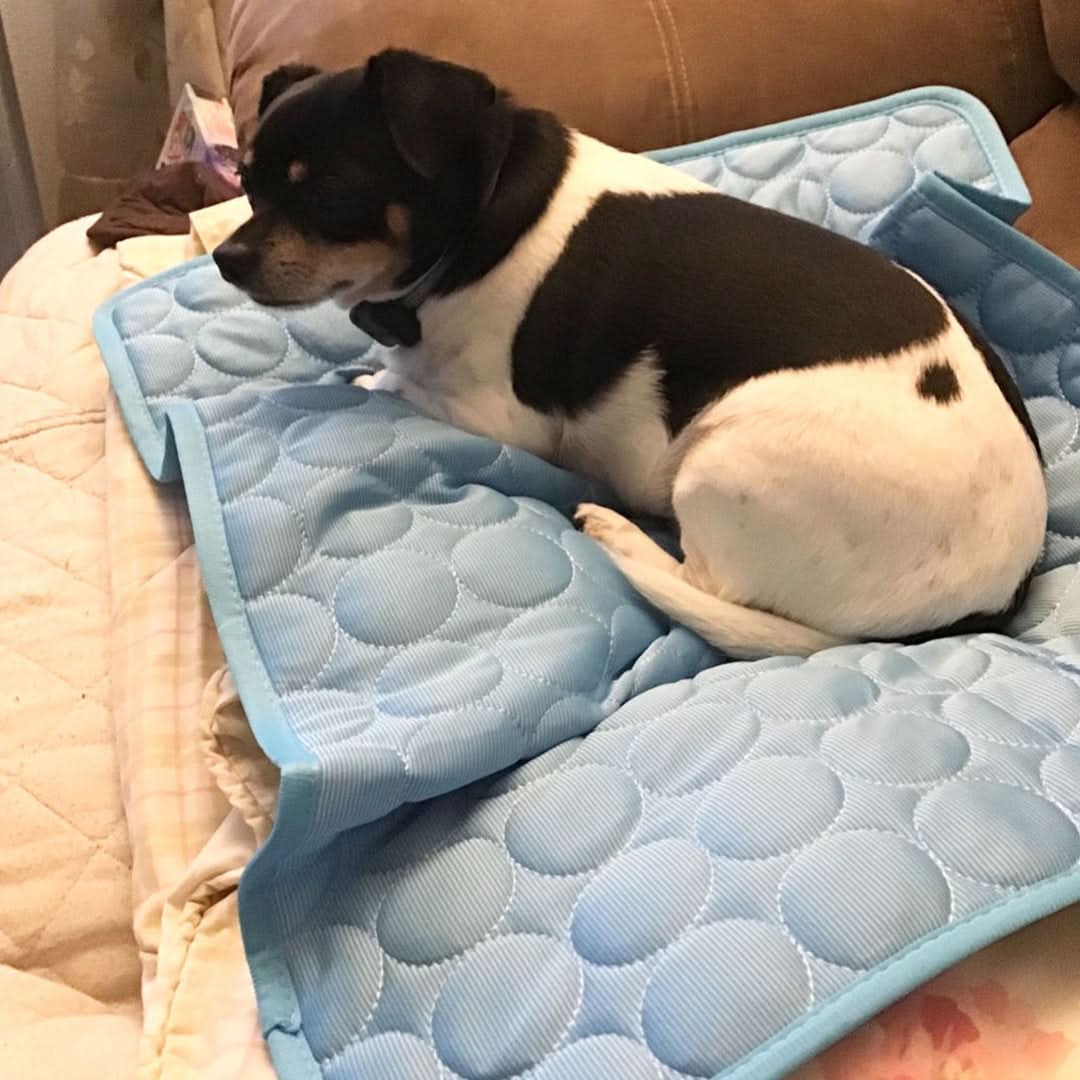 Dog Cooling Mat With Ice Silk, Portable Relief On Hot Days