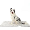 Portable Self-Cooling Dog Mat With Auto Cooling Tech For Instant Relief