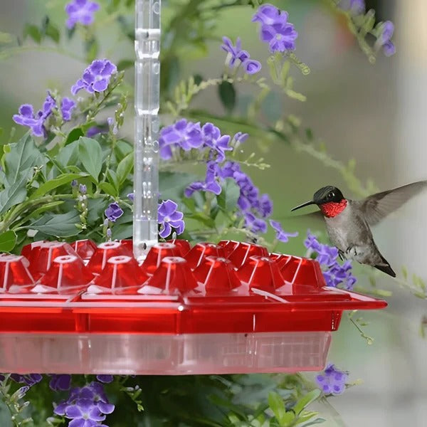 Vibrant Hummingbird Feeder With Integrated Ant Moat For Clean Nectar