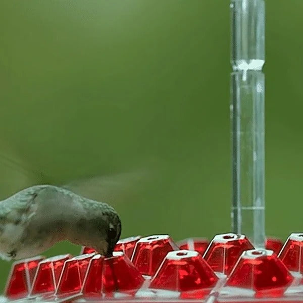 Vibrant Hummingbird Feeder With Integrated Ant Moat For Clean Nectar